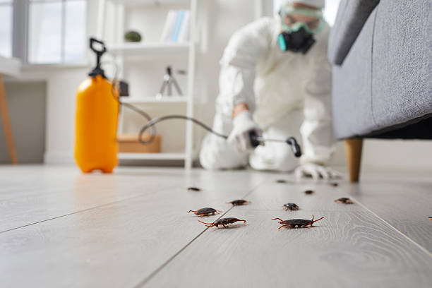 Post-Treatment Bed Bug Interceptor Monitoring in Nisswa